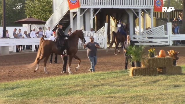 2019 American Saddlebred Horse Associ...