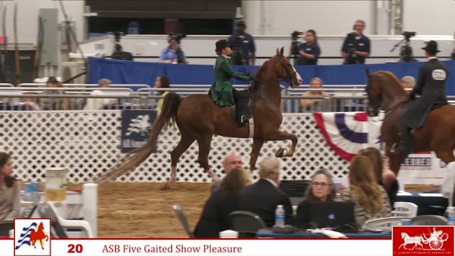 AAC24 - Class 20 - ASB Five Gaited Sh...