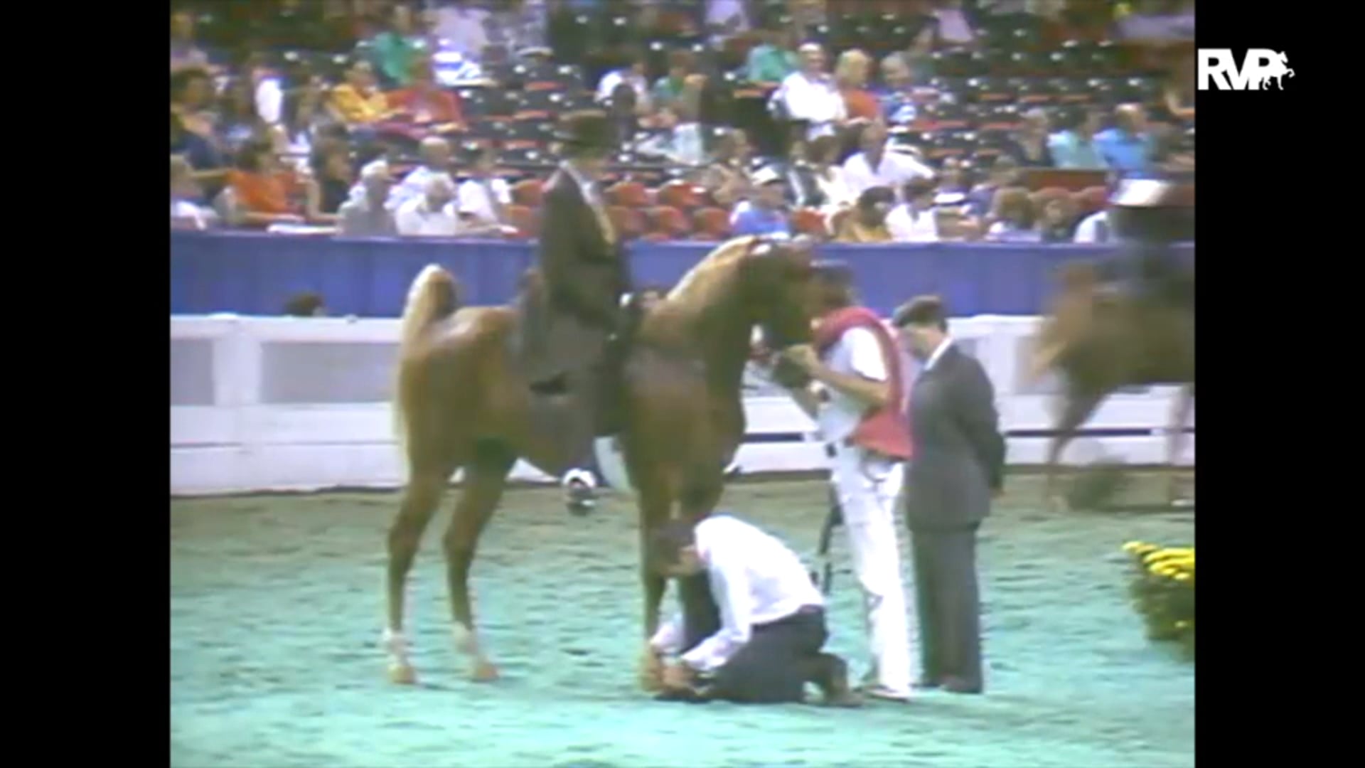 1993 WCHS Class 167 Two Year Old Five Gaited Stake