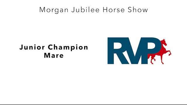 MJ23 - Class 1 - Junior Champion Mare