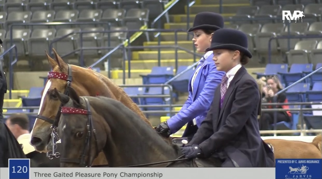 BB21 - Class 120 - Three Gatied Pleasure Pony Championship 