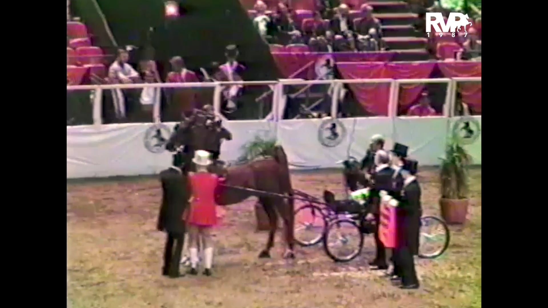 1987 New York National @ Madison Square Garden - ASB Fine Harness Championship - CH The King of Highpoint and Jack Nevitt, whip 
