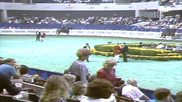 1991 WCHS Class 38 Junior Five Gaited...