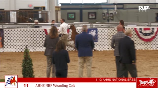 AAC24 - Class 11 - AHHS NBF Weanling ...