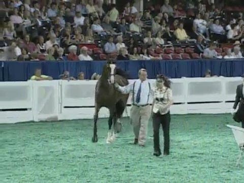 2008 WCHS Class 5 Three Gaited County...
