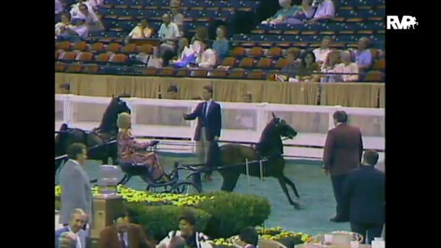 1988 WCHS Class 21 Amateur Harness Pony