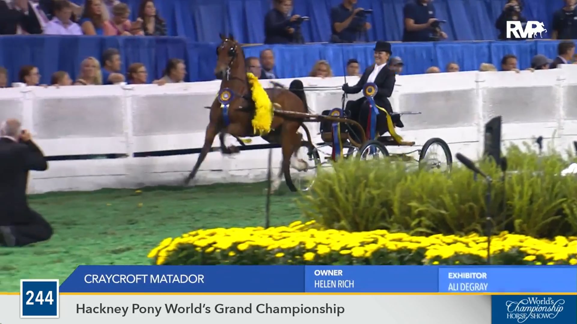 WCHS16 - Craycroft Matador - Grand Championship