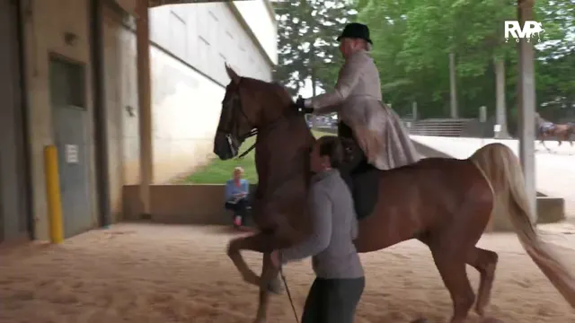 ASC26 - Class 4 - Three Gaited Countr...