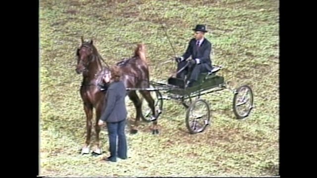 1986 American Royal - 2 Year Old Fine...
