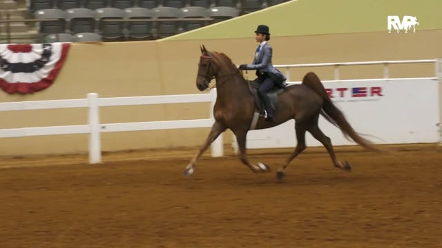 KYSP24 - Class 58 - ASB Five Gaited Y...