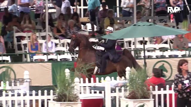 LJL15 - Class 71 - Open Three Gaited ...