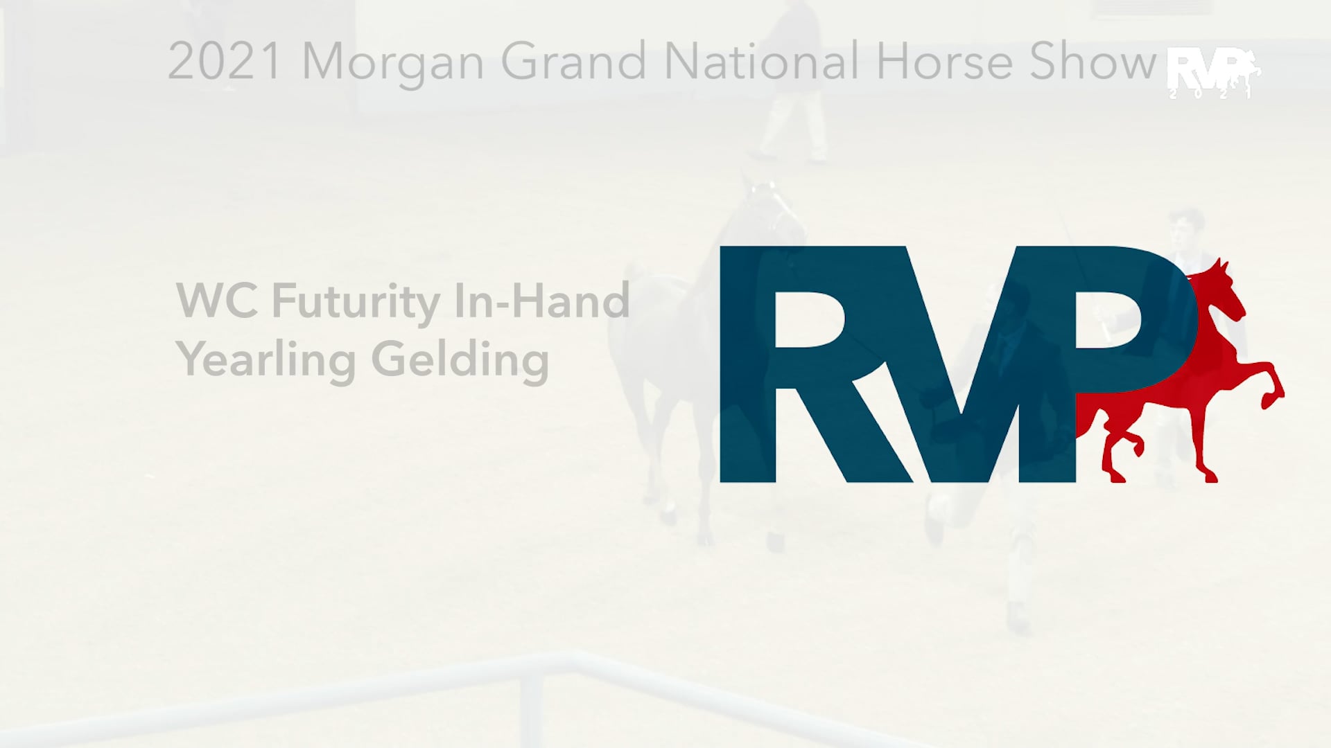 MGN21 - Class 191 - WC Futurity In-Hand Yearling Gelding