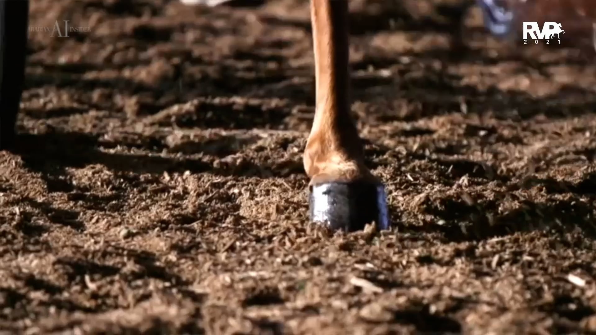 2021 World's Championship Horse Show - Monday Morning - August 23