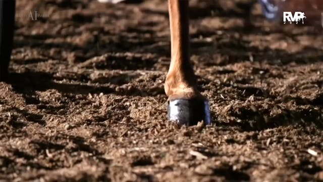 2021 World's Championship Horse Show ...