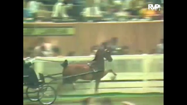 1984 WCHS - Class 132 Hackney Pony Ch...