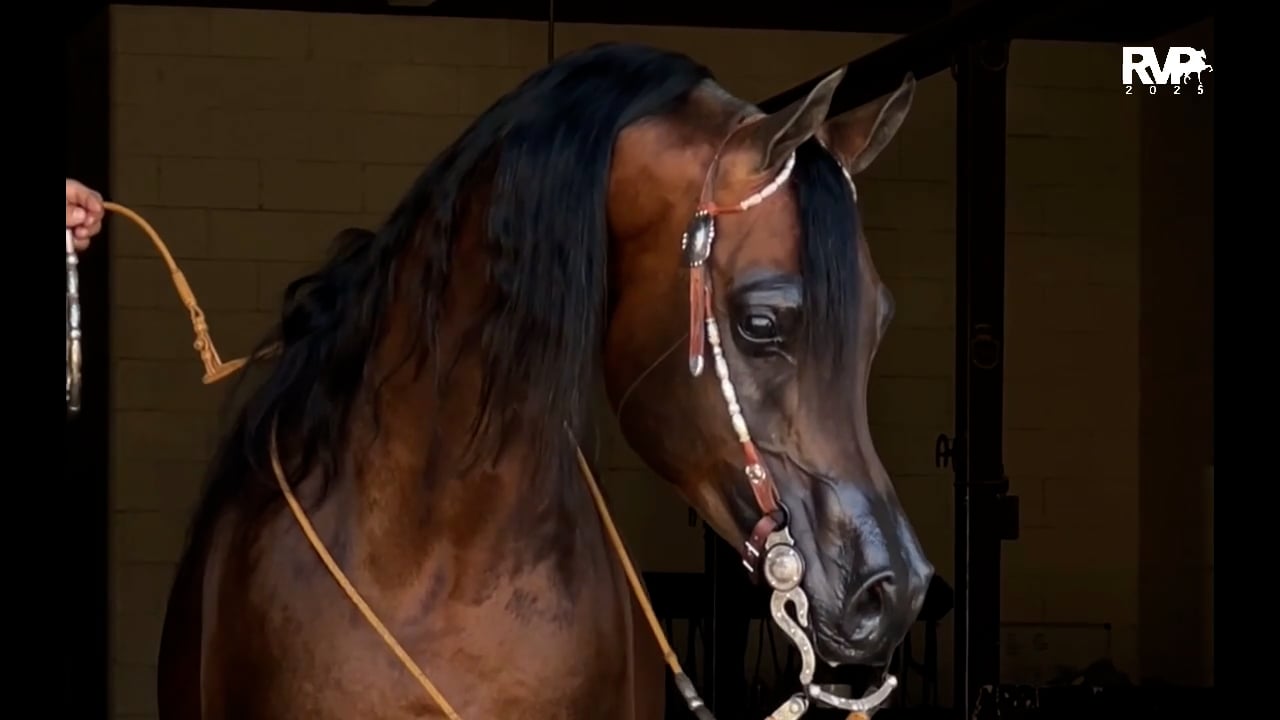 2025 Arabian Nationals - Wednesday Morning - Pavilion