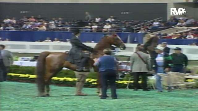 2000 WCHS Class 87 ASB Three Gaited S...