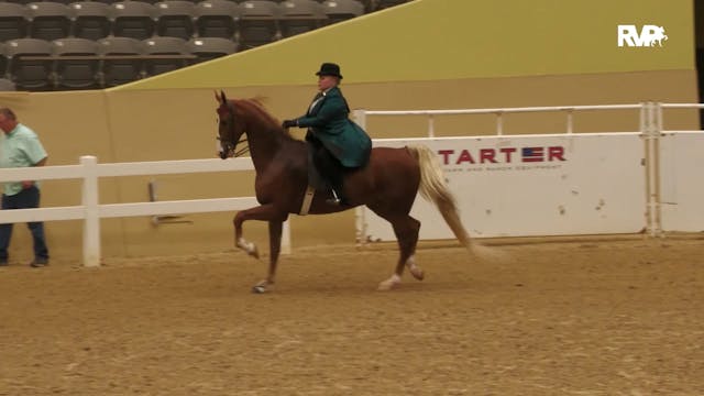 KFC24 - Class 114 - Five Gaited Count...