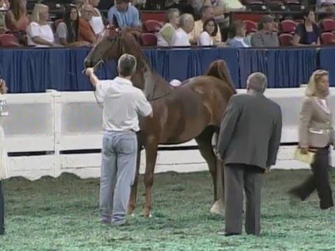 2008 WCHS Class 186 Under Five Gaited...