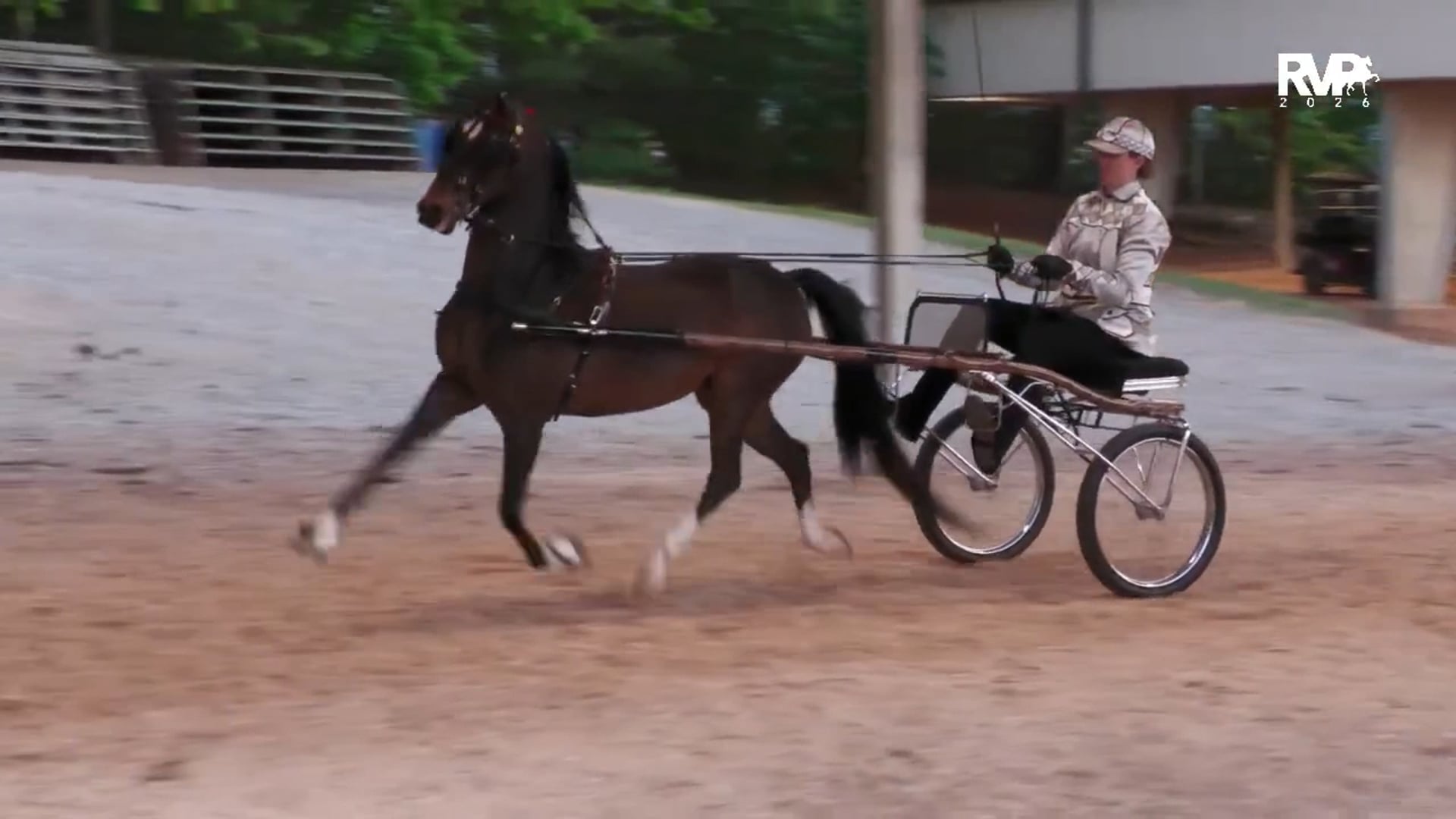 ASC26 - Class 116 - Roadster Pony to Bike Championship Amateur