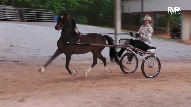 ASC26 - Class 116 - Roadster Pony to ...