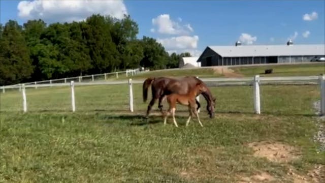 2022 Ocala International Horse Show -...