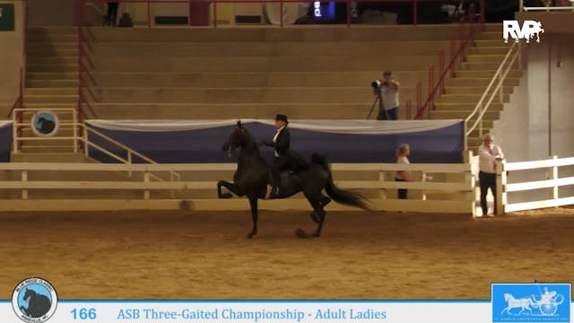 BR24 - Class 166 - ASB Three-Gaited C...