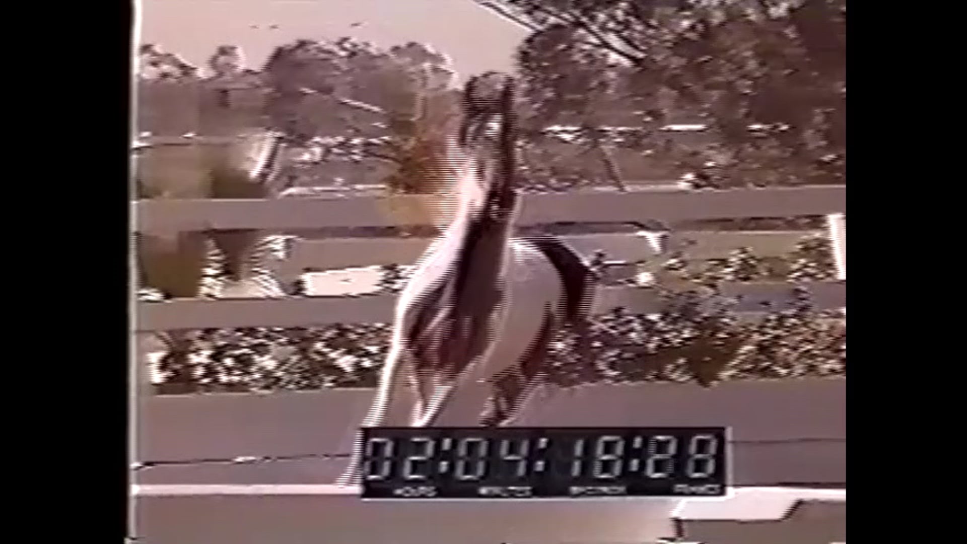 A Celebration of Horses - The American Saddlebred with William Shatner (1992)