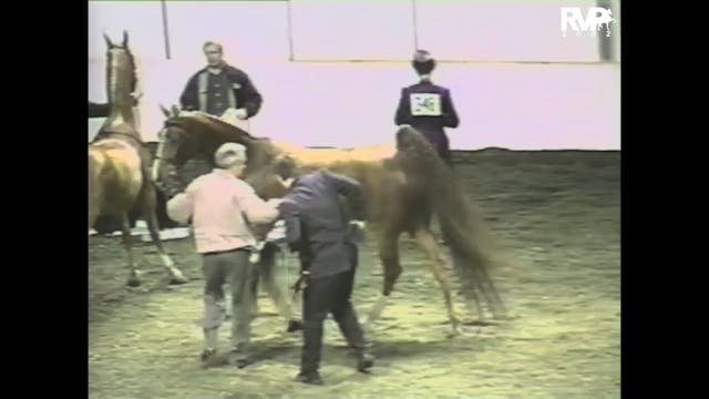 2002 AR - Amateur Three Gaited Champi...