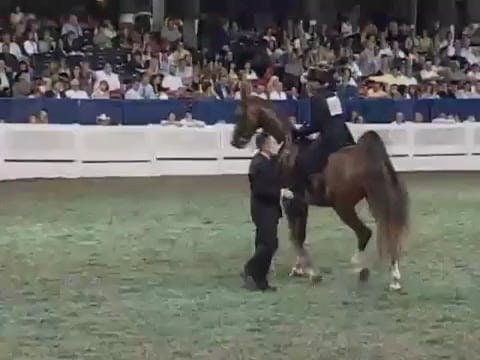 2008 WCHS Class 171 Three Year Old Th...