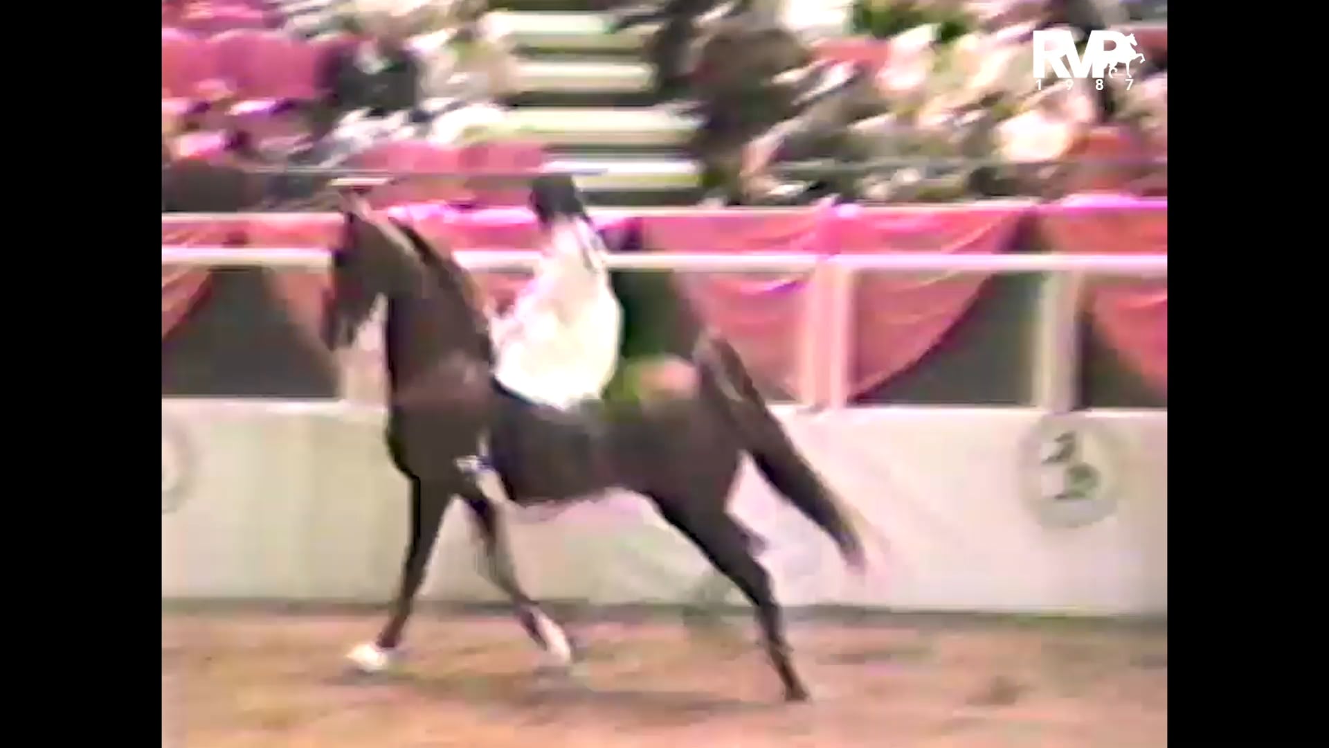 1987 New York National @ Madison Square Garden - Amateur Five Gaited Championship - CH Ready Kilowatt and Christine Shaw, up 