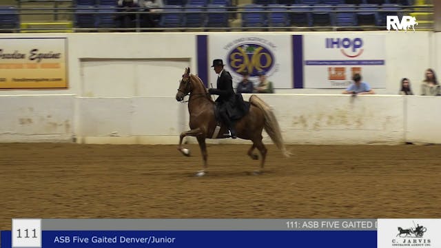 BB22 - Class 111 -  ASB Five Gaited D...