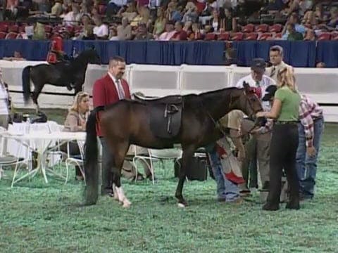 2008 WCHS Class 184 Roadster Pony Und...