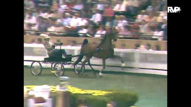 1988 WCHS Class 115 Junior Fine Harness