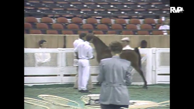 1988 WCHS Class 43 AHHS Hackney Pony ...