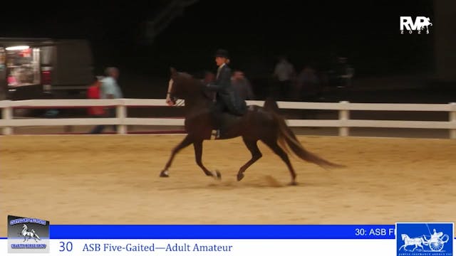 CTS25 - Class 30 - ASB Five Gaited Ad...
