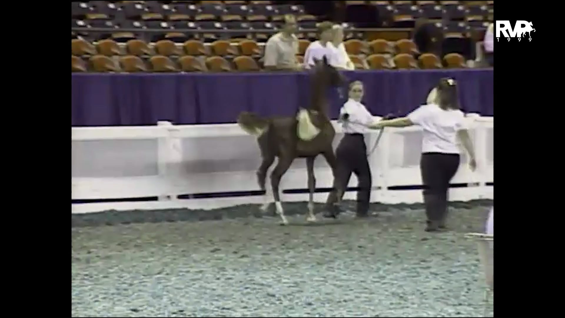 1999 WCHS - Class 63 ASHA Amateur Futurity of Kentucky - Weanlings