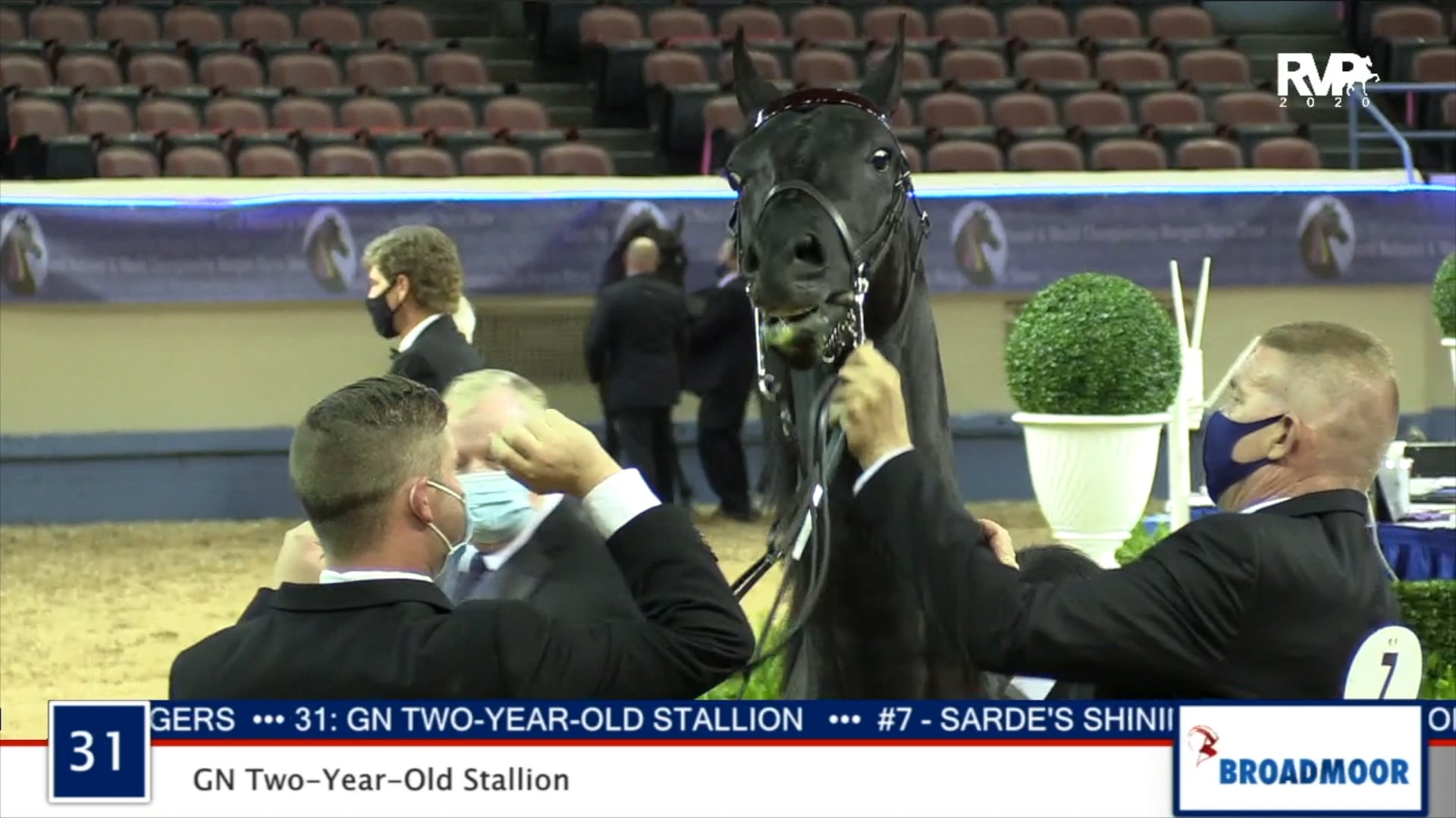 2020 MGN - Class 31 GN Two-Year-Old Stallion