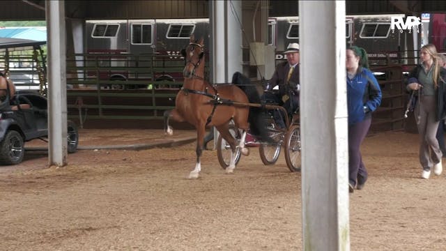 ASC24 - Class 56 - Amateur Harness Pony