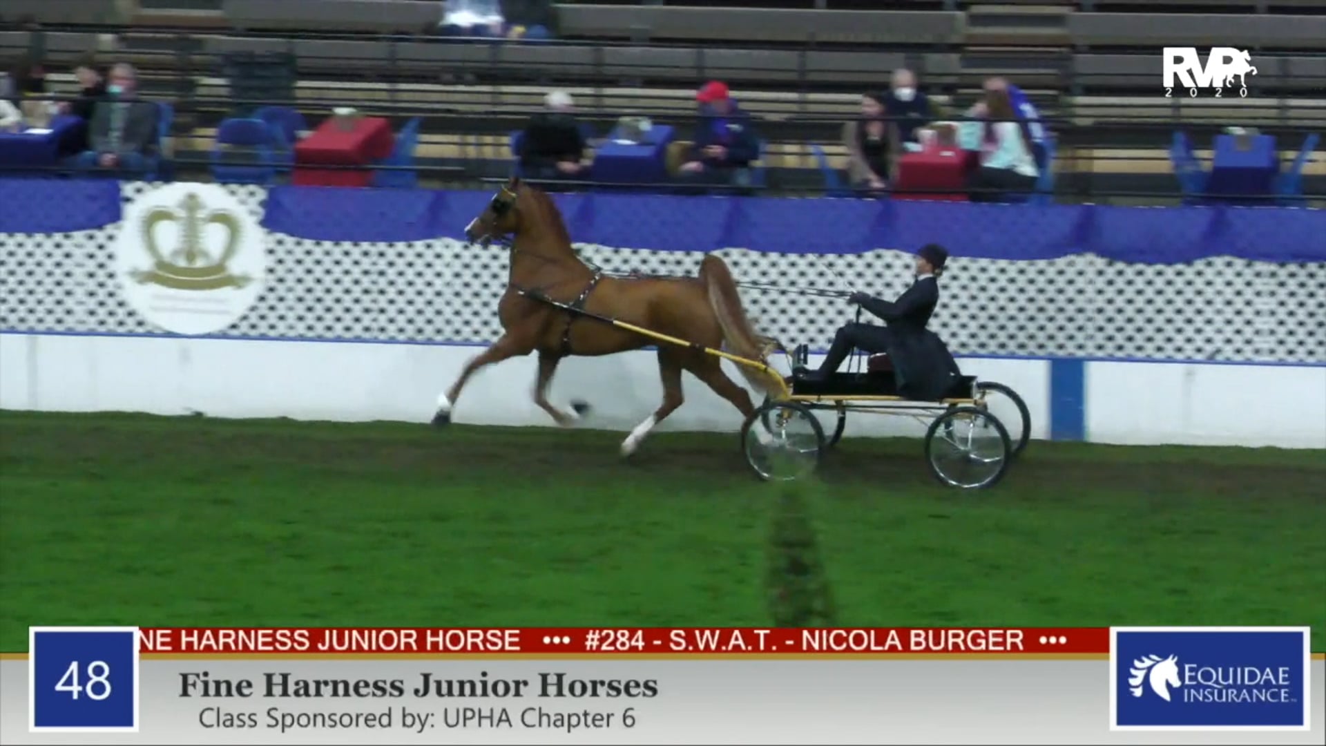 2020 AR - Class 48 Fine Harness Junior Horses