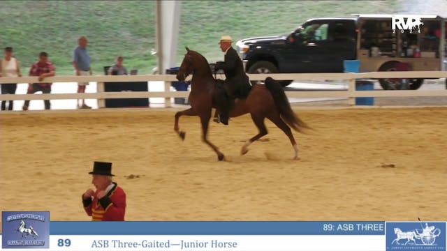 CTSC24 - Class 89 -  ASB Three Gaited...