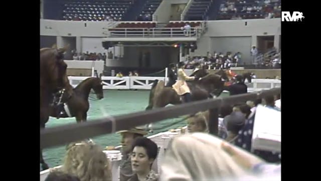 1988 WCHS Class 65 Three Gaited Junio...