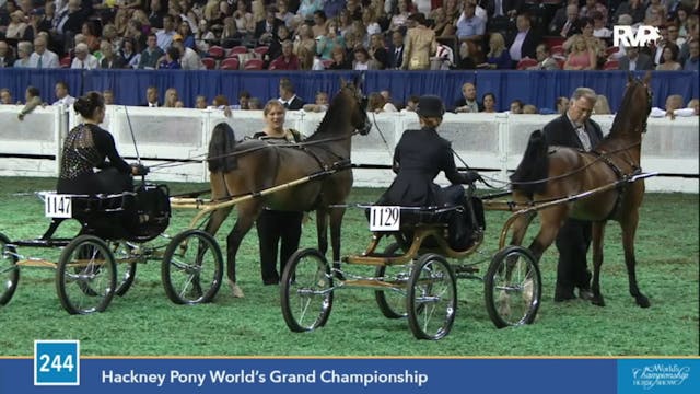 2015 WCHS - Class 244 Hackney Pony Wo...