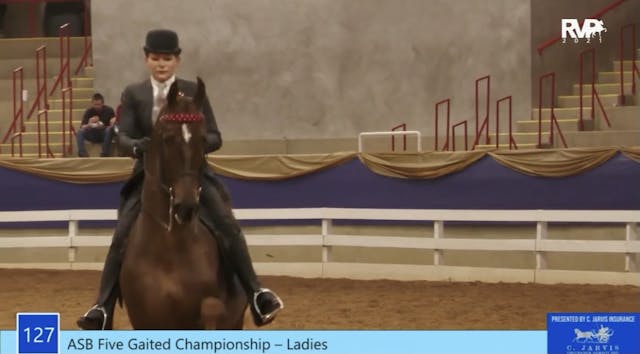ASC21 - Class 127 - ASB Five Gaited L...