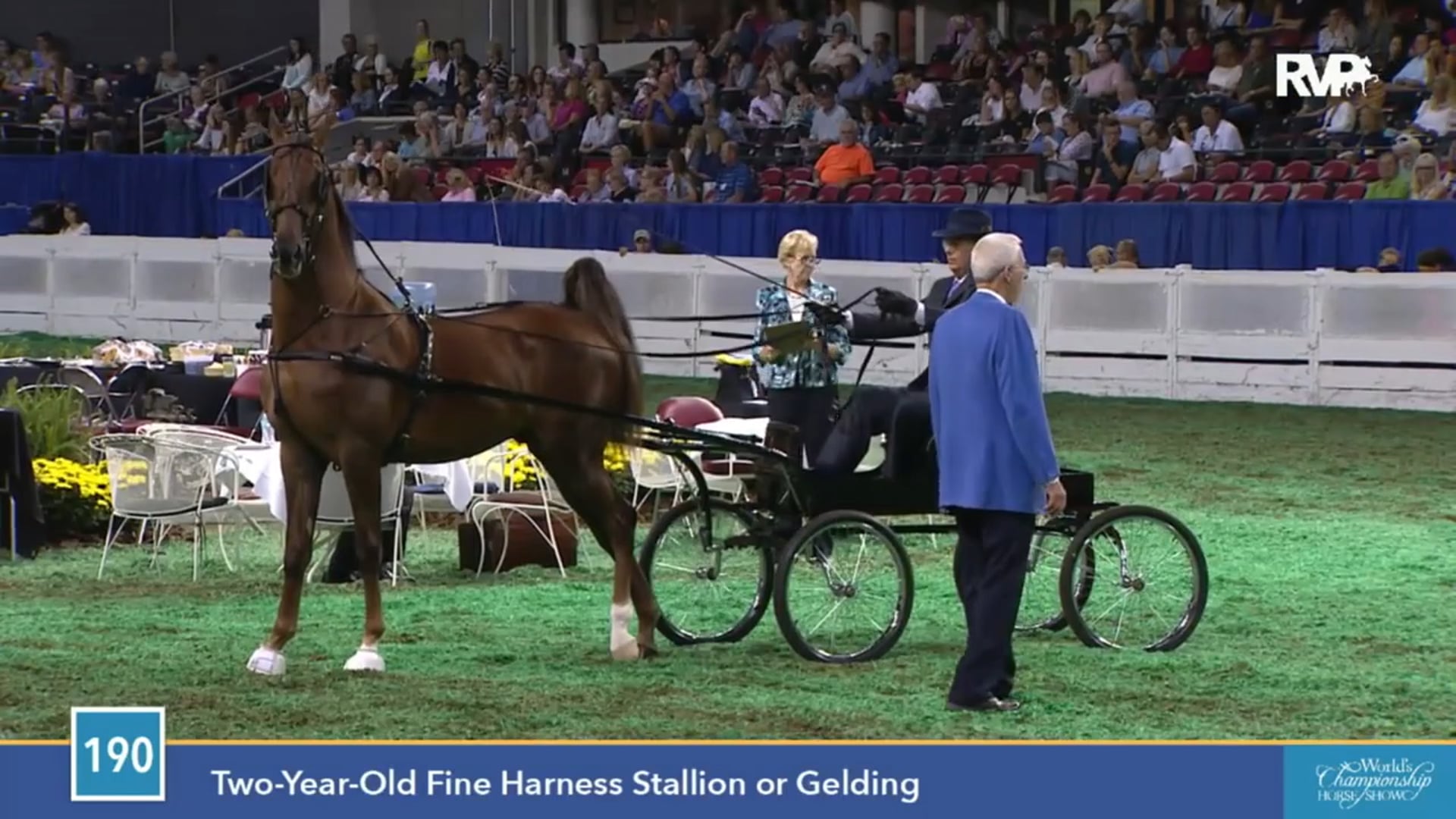 2015 WCHS - Class 190 Two Year Old Fine Harness Stallion or Gelding 