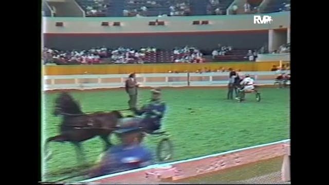 WCHS87 - American Hackney Horse and P...