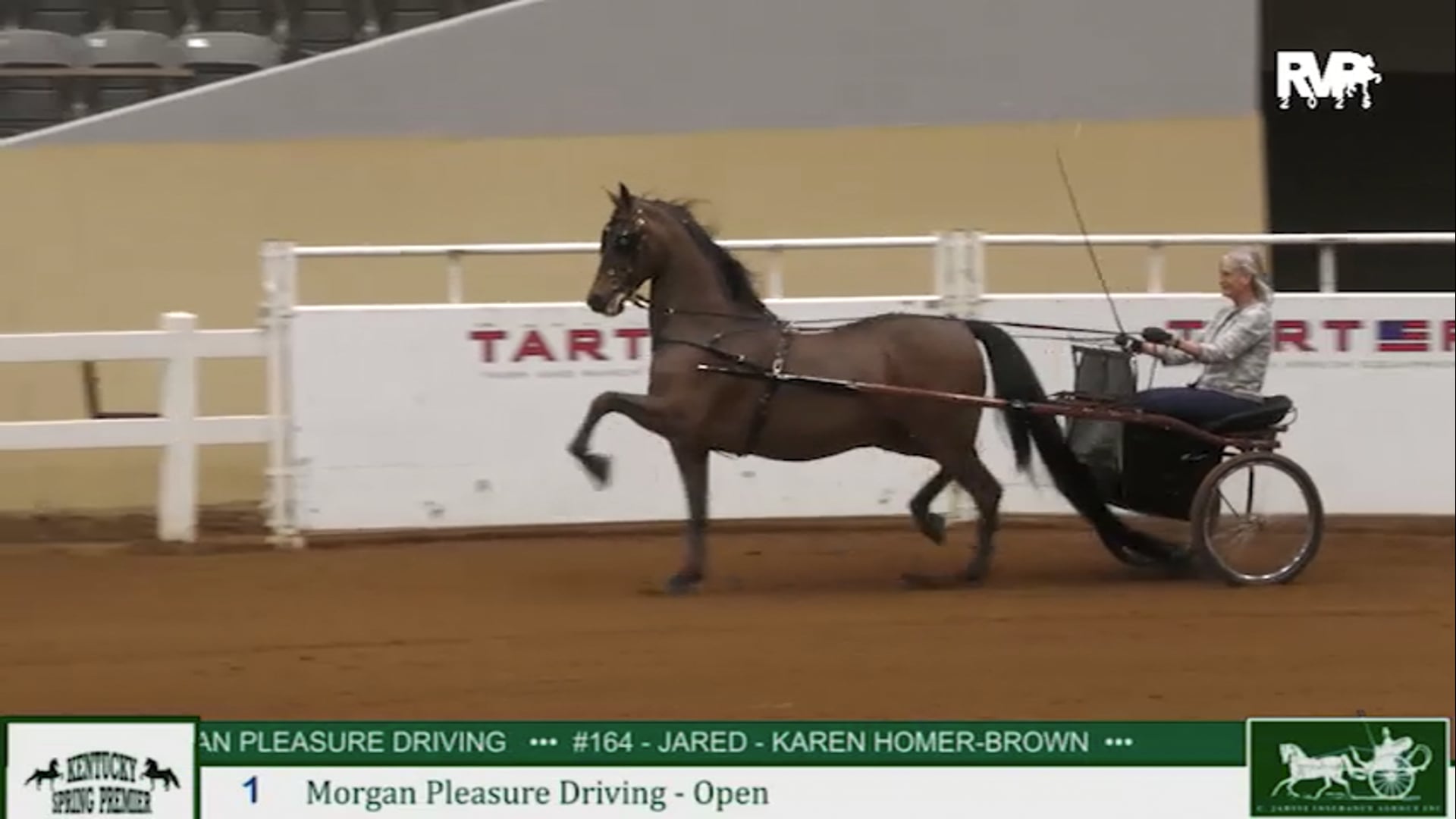 KYSP25 - Class 1 - Morgan Pleasure Driving