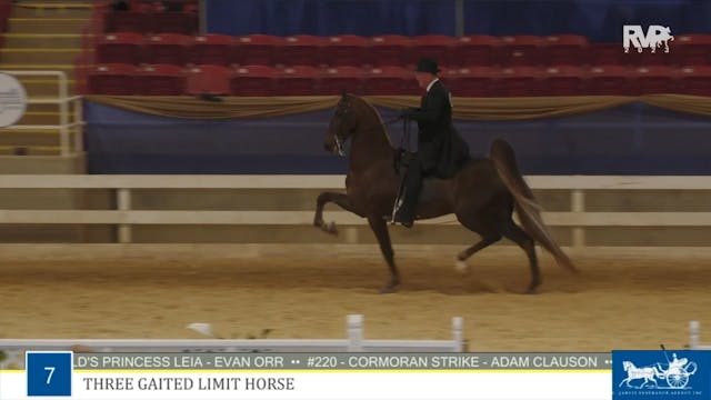 ASC23 - Class 7 - Three Gaited Limit ...