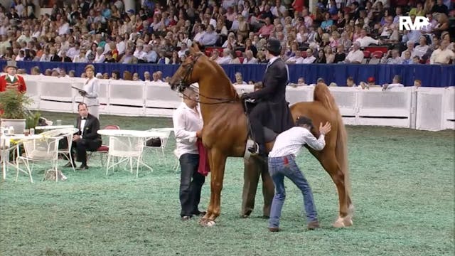 2012 WCHS - Class 155 Five Gaited Gel...