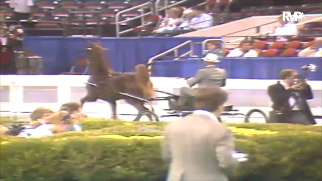 1992 WCHS Class 139 Two Year Old Fine...